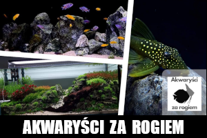 AKWARYŚCI ZA ROGIEM - Akwarystyka Polska