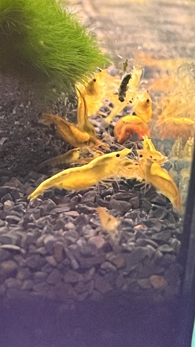 Neocaridina Yellow Neon