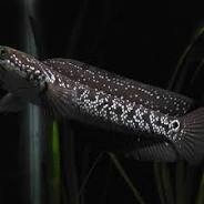 CHINESE SNAKEHEAD / CHANA ASIATIKA WS PURE