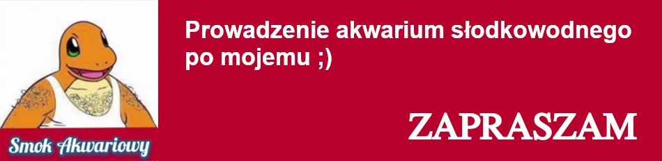 Smok Akwariowy - Prowadzenie akwarium słodkowodnego po mojemu ;)