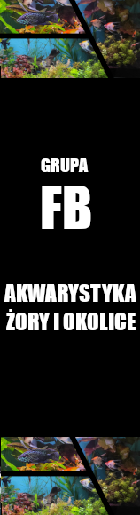 Akwarystyka Żory i okolice