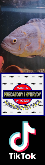 PREDATORY I HYBRYDY - kanał TikTok