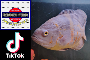 PREDATORY I HYBRYDY - kanał TikTok