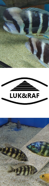 LUK&RAF - Hodowla ryb akwariowych