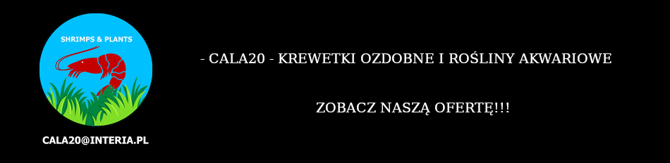 Cala20 - dobra oferta krewetek i roślin