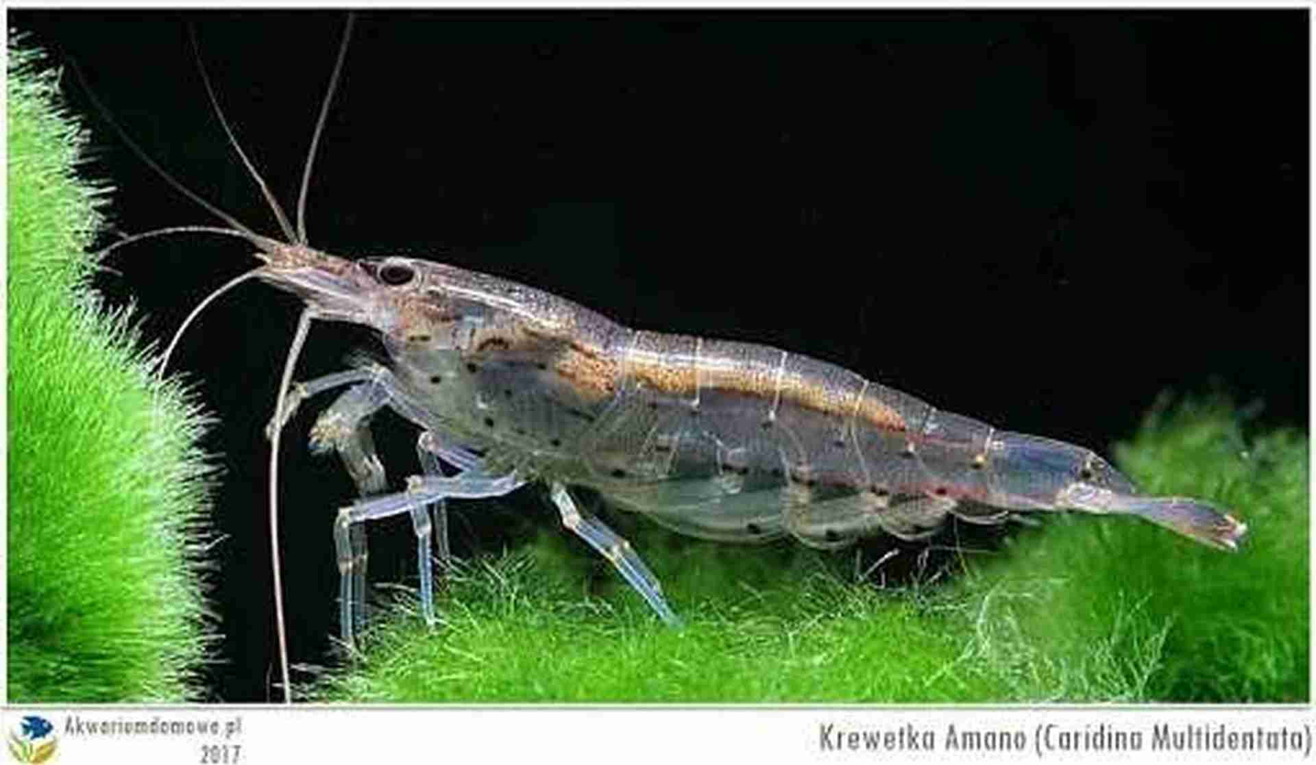 Krewetka Amano, Amano shrimp