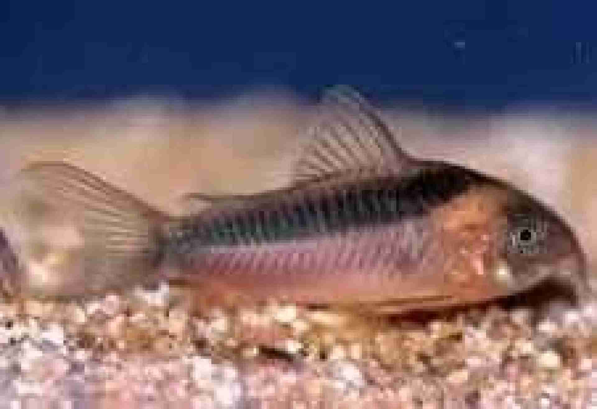 Kirysek sinogrzbietowy - Corydoras zygatus. Cetarius