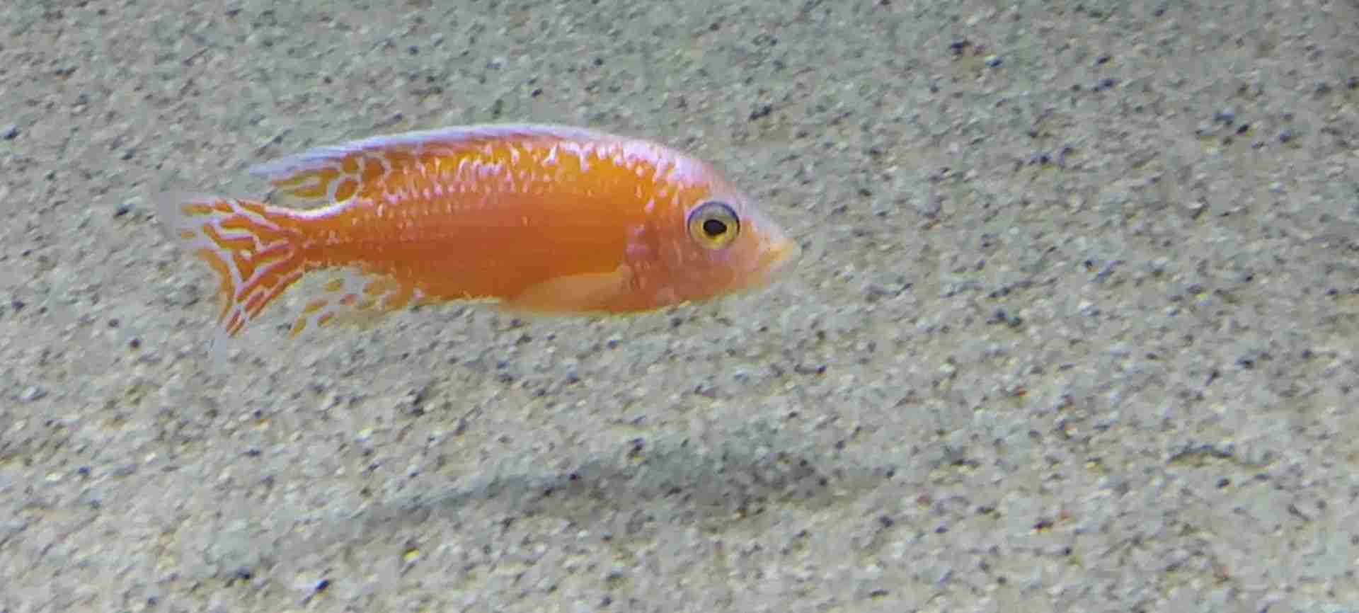 Pyszczaki Aulonocara Fire Fish Malawi Tanganika