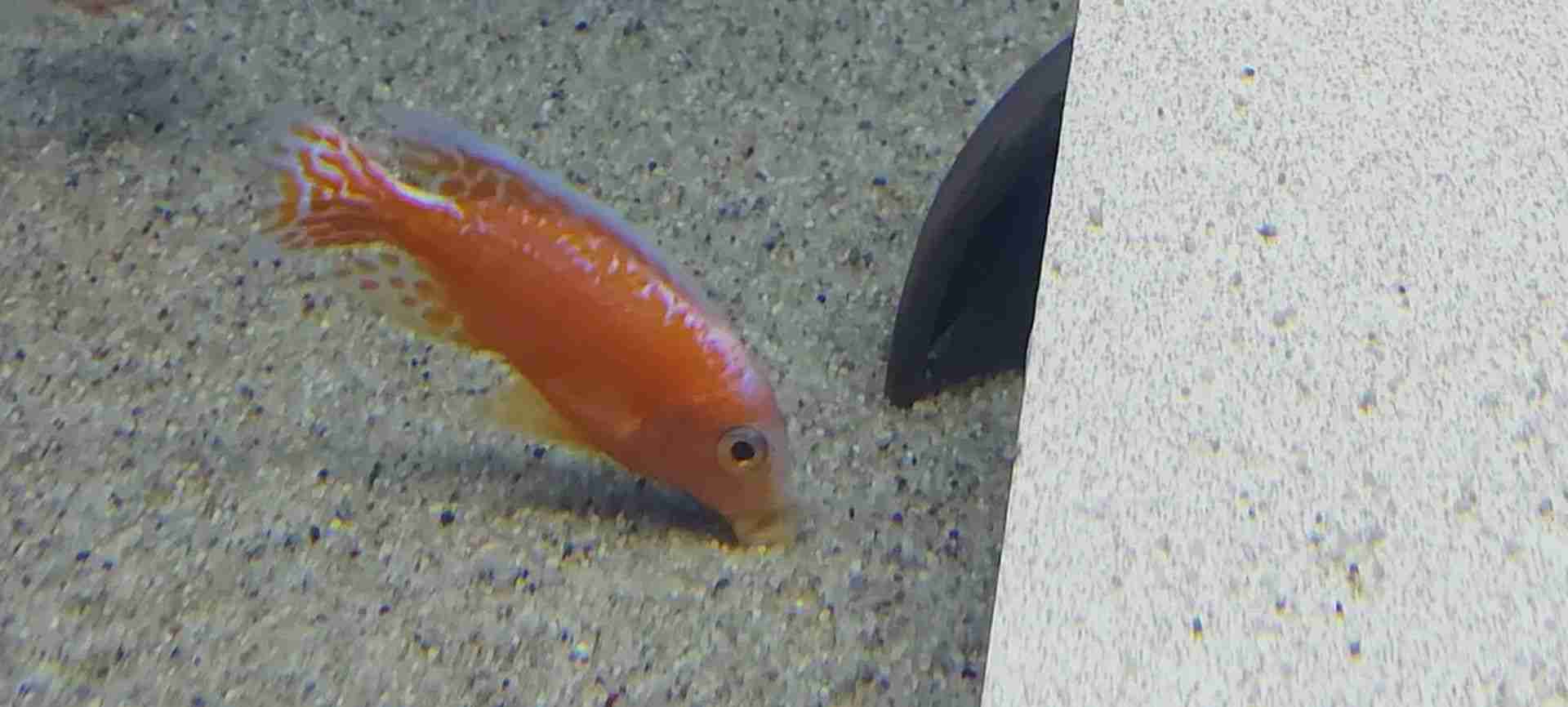 Pyszczaki Aulonocara Fire Fish Malawi Tanganika