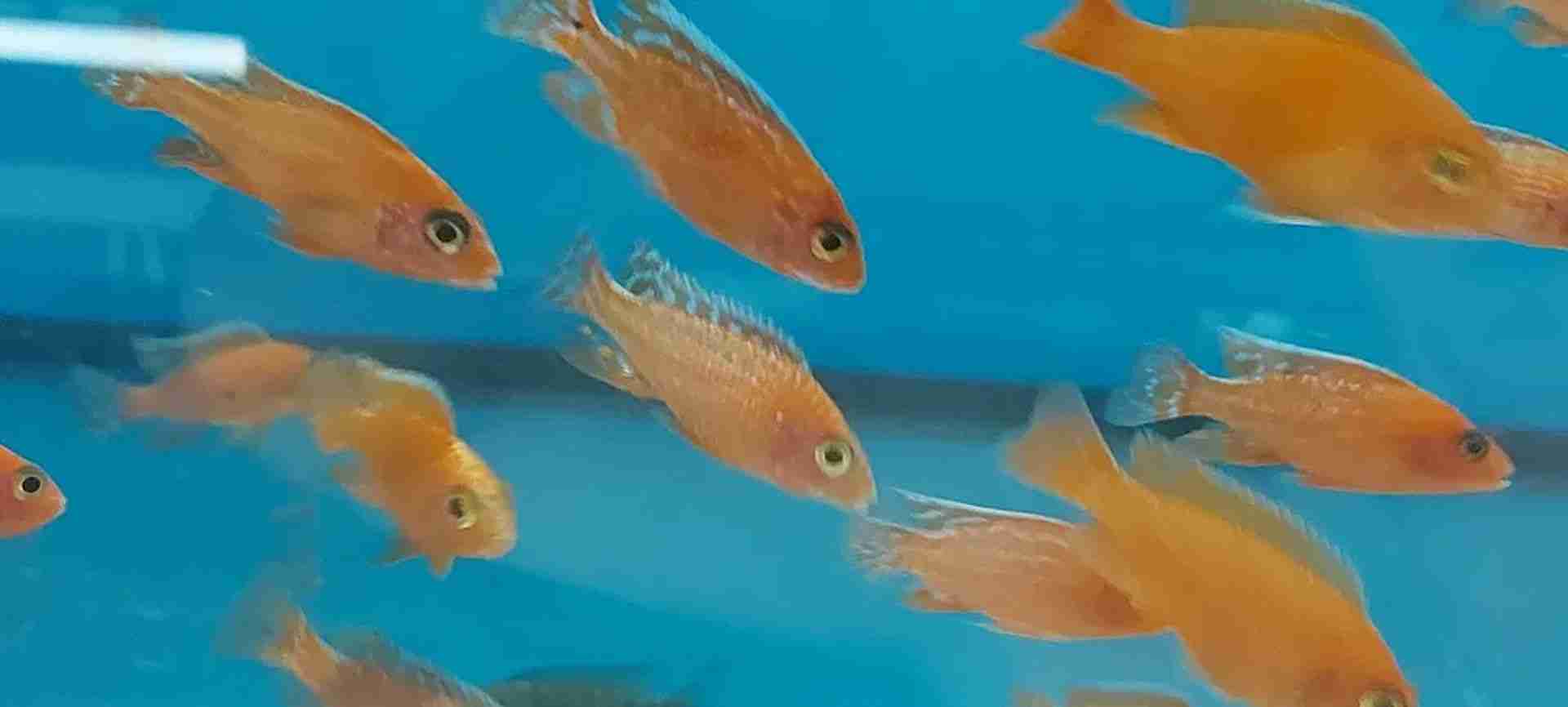 Pyszczaki Aulonocara Fire Fish Malawi Tanganika