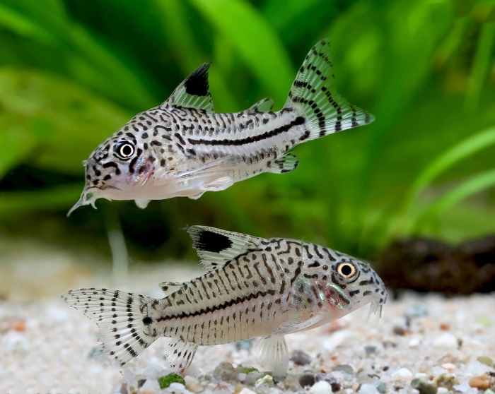 Kirys: Kirysek trójpręgi Corydoras trilineatus