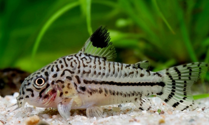 Kirys: Kirysek trójpręgi Corydoras trilineatus