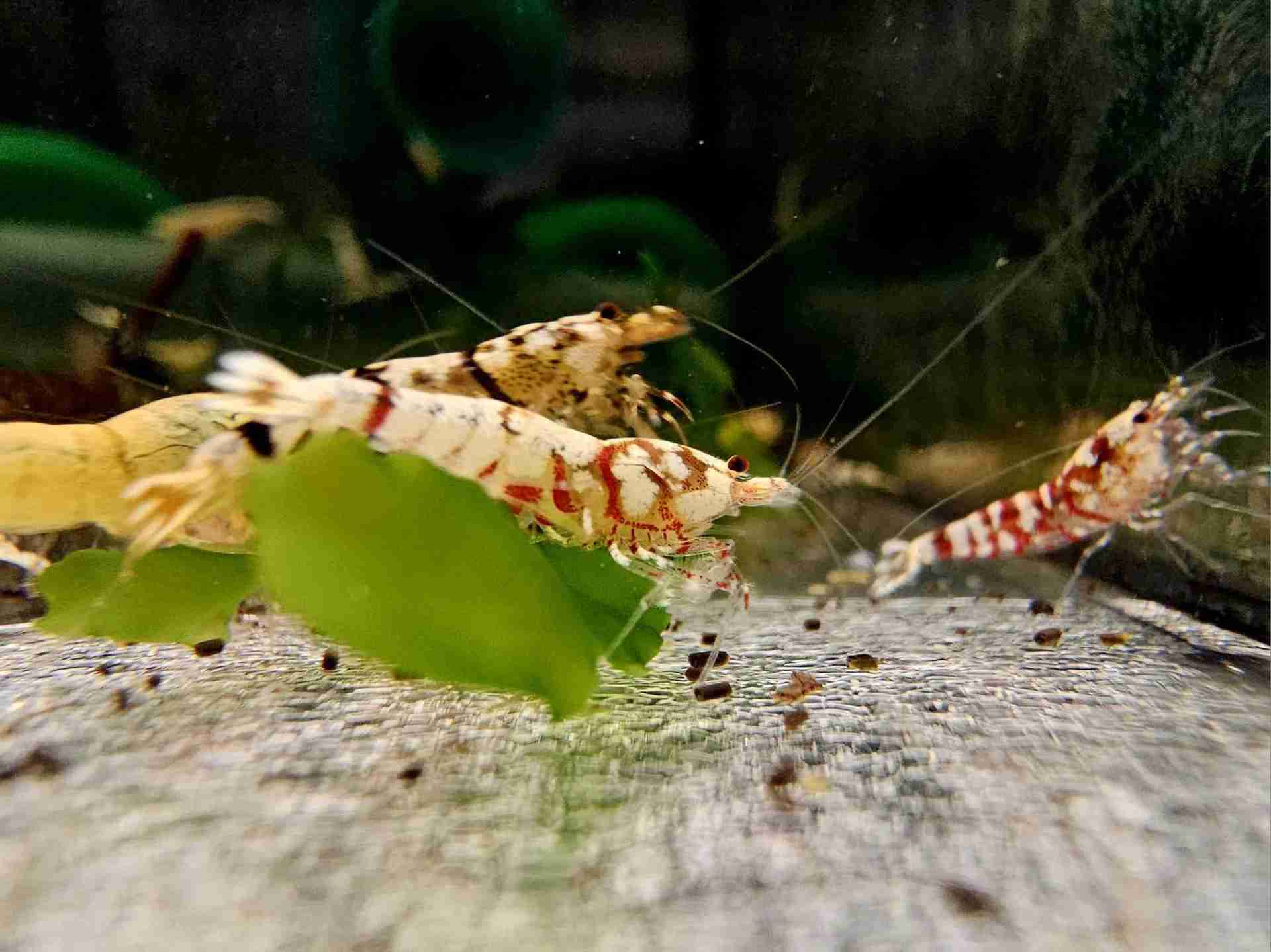 Krewetka Caridina Mix