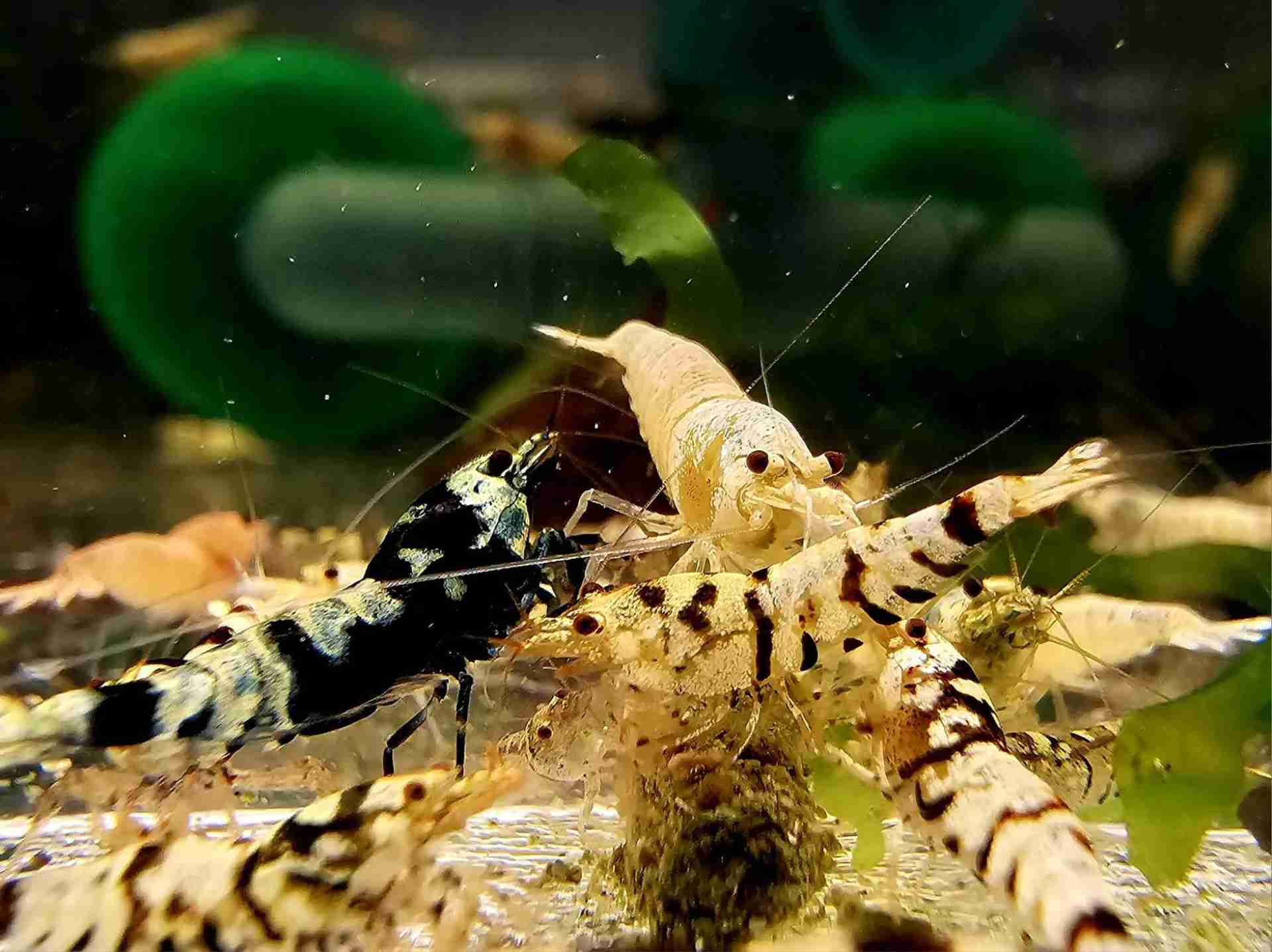 Krewetka Caridina Mix