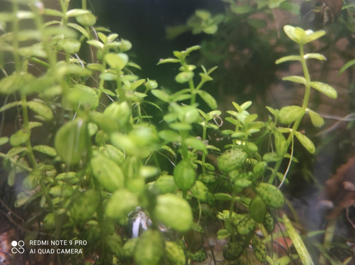 Bacopa Monnieri -  (Bakopa Drobnolistna (Brahmi))