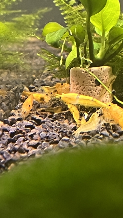 Neocaridina Yellow Neon