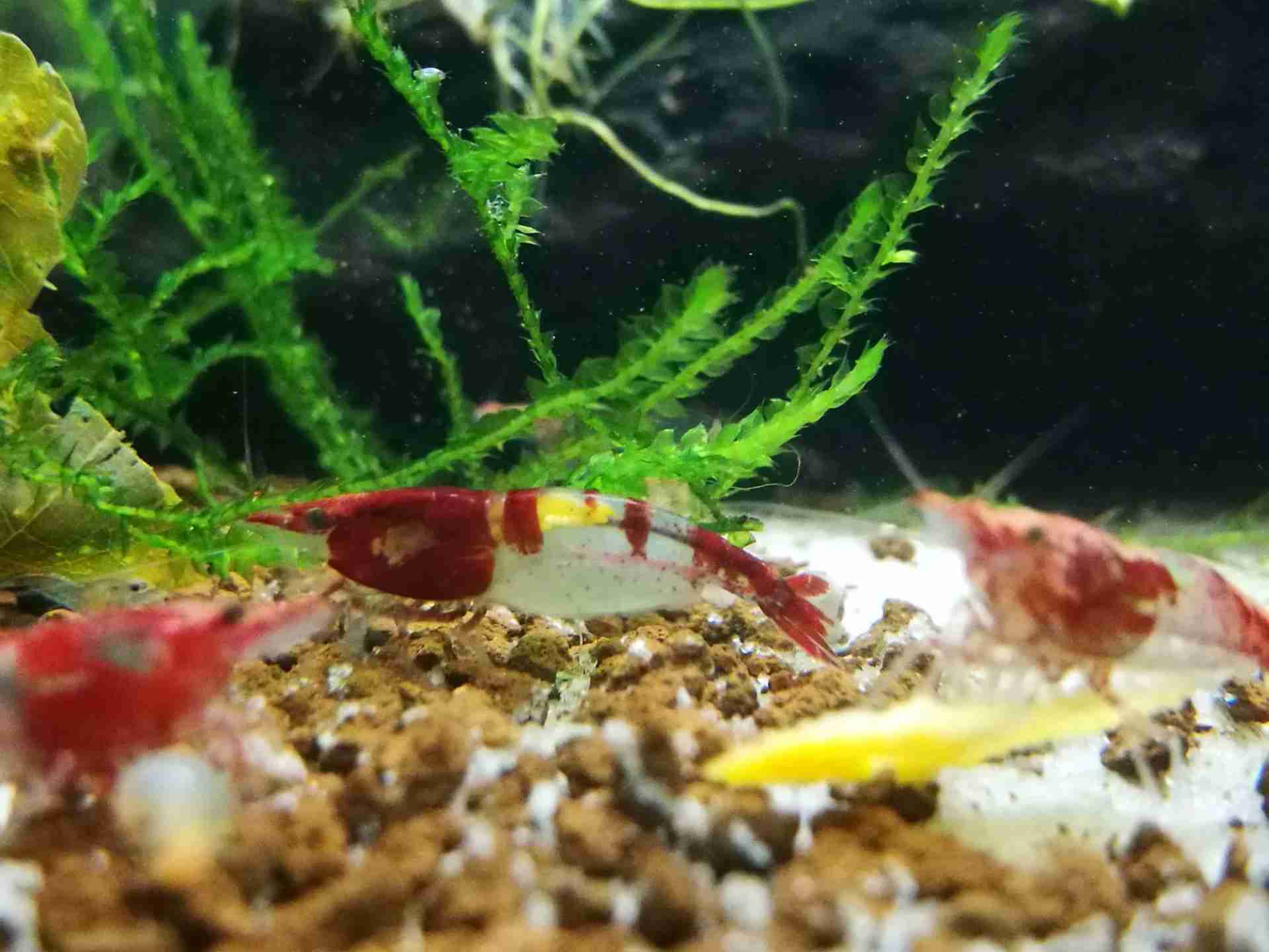 Krewetka Red Rili