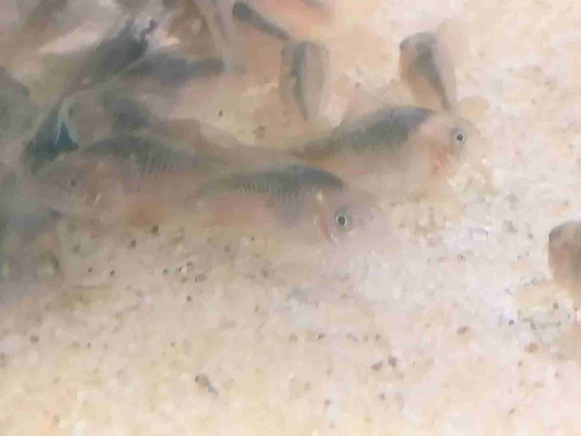 Corydoras rabauti