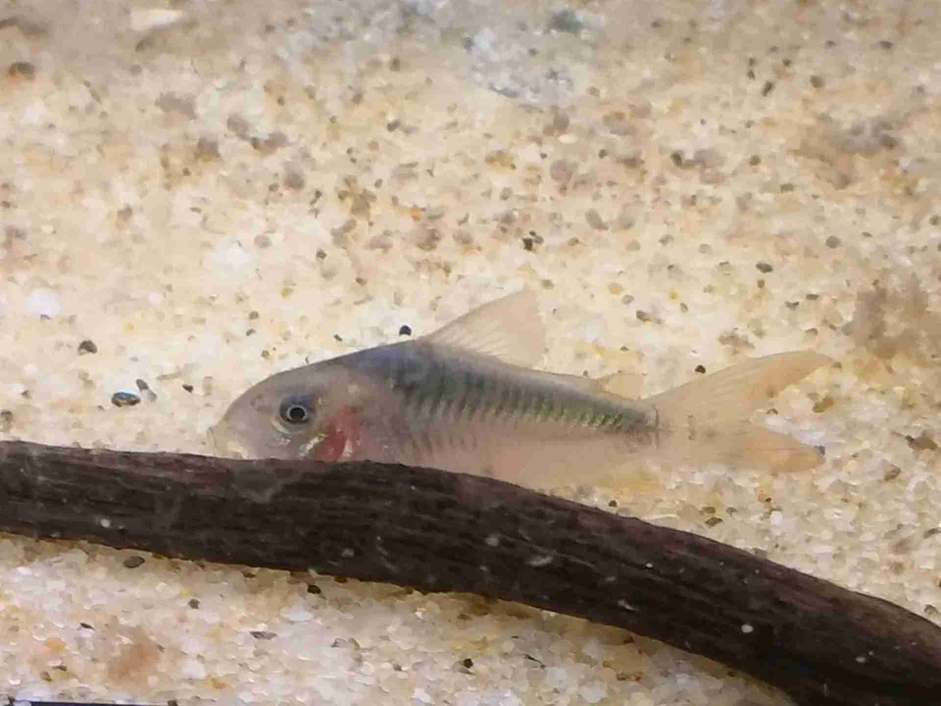 Corydoras rabauti