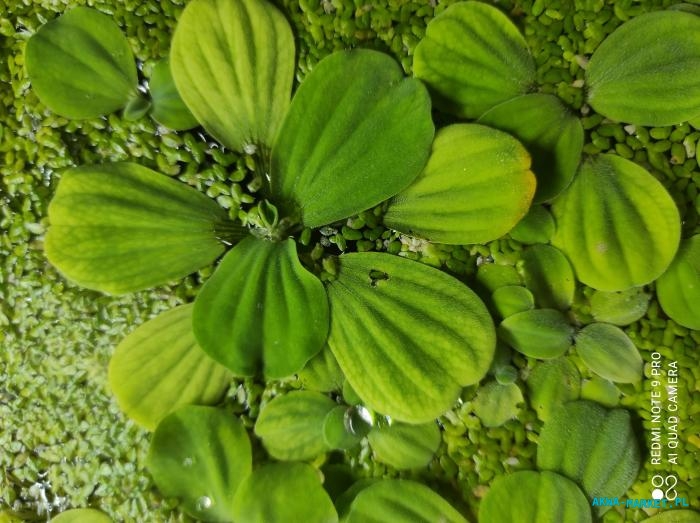 Limnophila sessiliflora, Valisneria spiralis, Pistia