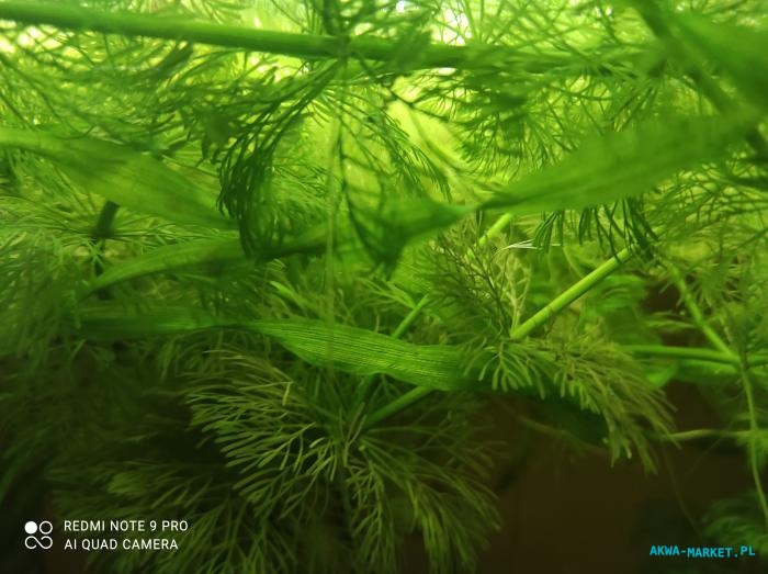 Limnophila sessiliflora, Valisneria spiralis, Pistia