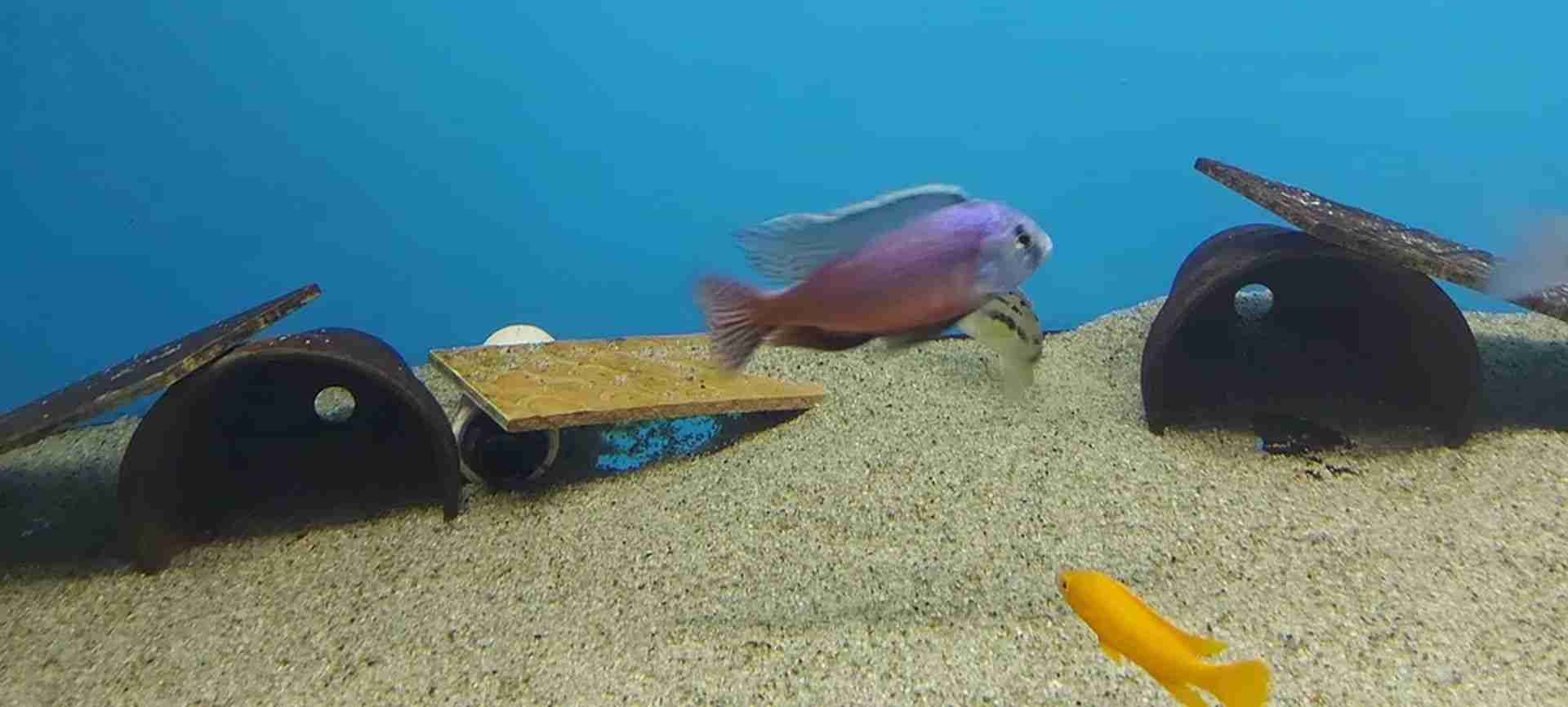 Pyszczaki Protomelas Boadzulu Red Empress Tanganika Malawi