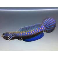 PEACOCK SNAKEHEAD / CNAHA BLUE PULCRA