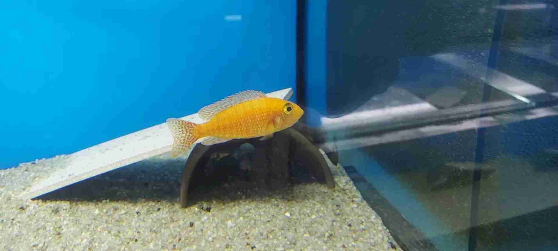 Pyszczaki Aulonocara Fire Fish Malawi Tanganika