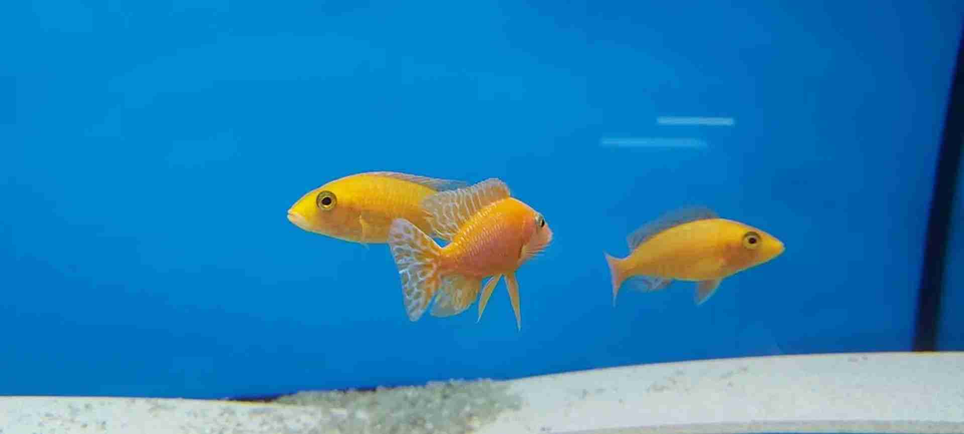 Pyszczaki Aulonocara Fire Fish Malawi Tanganika