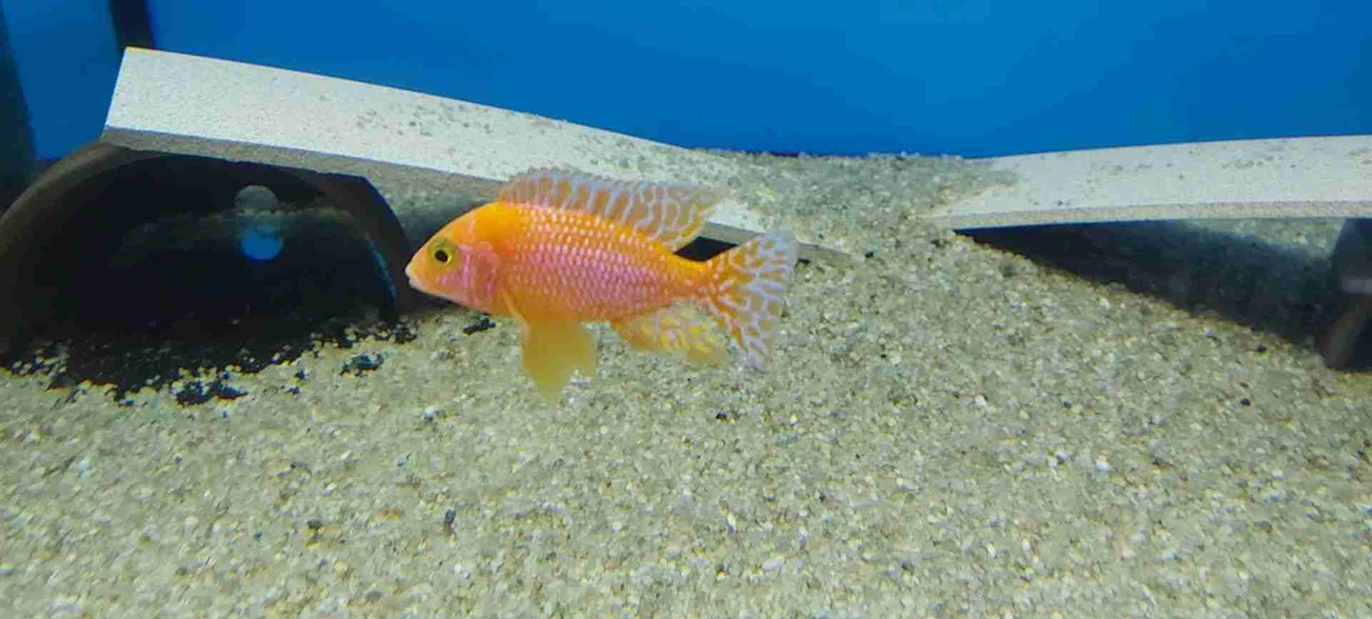 Pyszczaki Aulonocara Fire Fish Malawi Tanganika