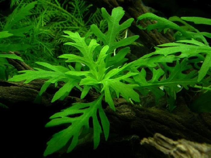 Nadwódka zmienna (Hygrophila difformis)