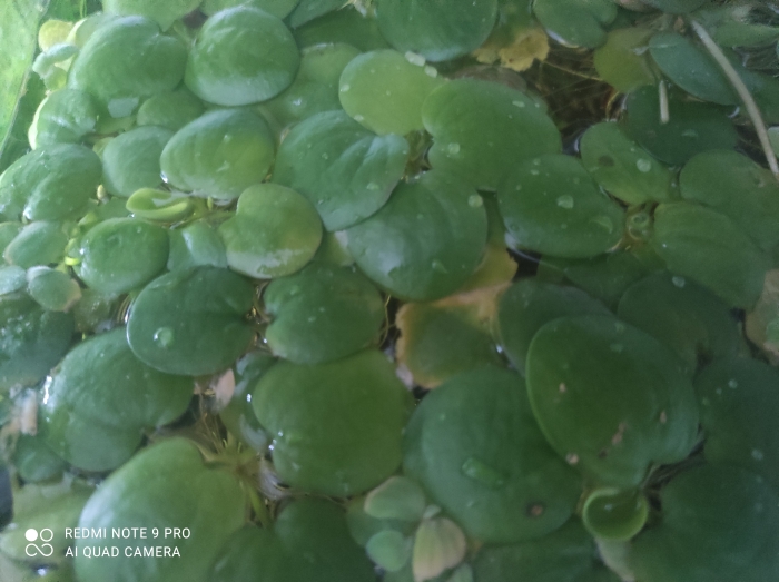 Hydrocharis laevigata aka Limnobium spongia subsp. laevigatum - (Limnobium gąbczaste, Limnobium gładkie, Limnobium rozłogowe)