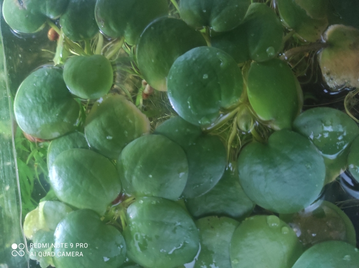 Hydrocharis laevigata aka Limnobium spongia subsp. laevigatum - (Limnobium gąbczaste, Limnobium gładkie, Limnobium rozłogowe)