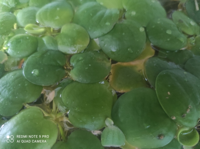 Hydrocharis laevigata aka Limnobium spongia subsp. laevigatum - (Limnobium gąbczaste, Limnobium gładkie, Limnobium rozłogowe)