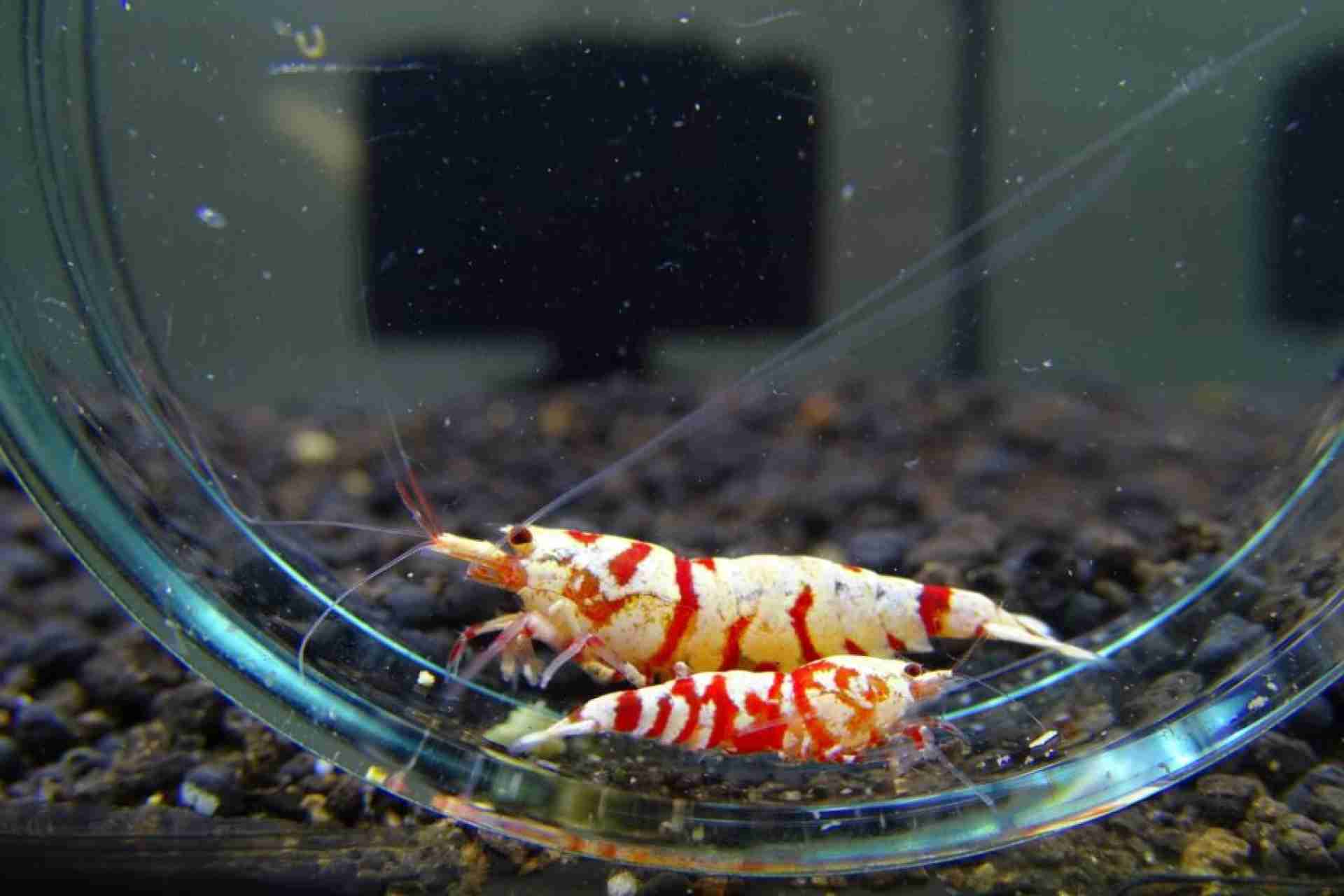 Krewetka Red Fancy Tiger