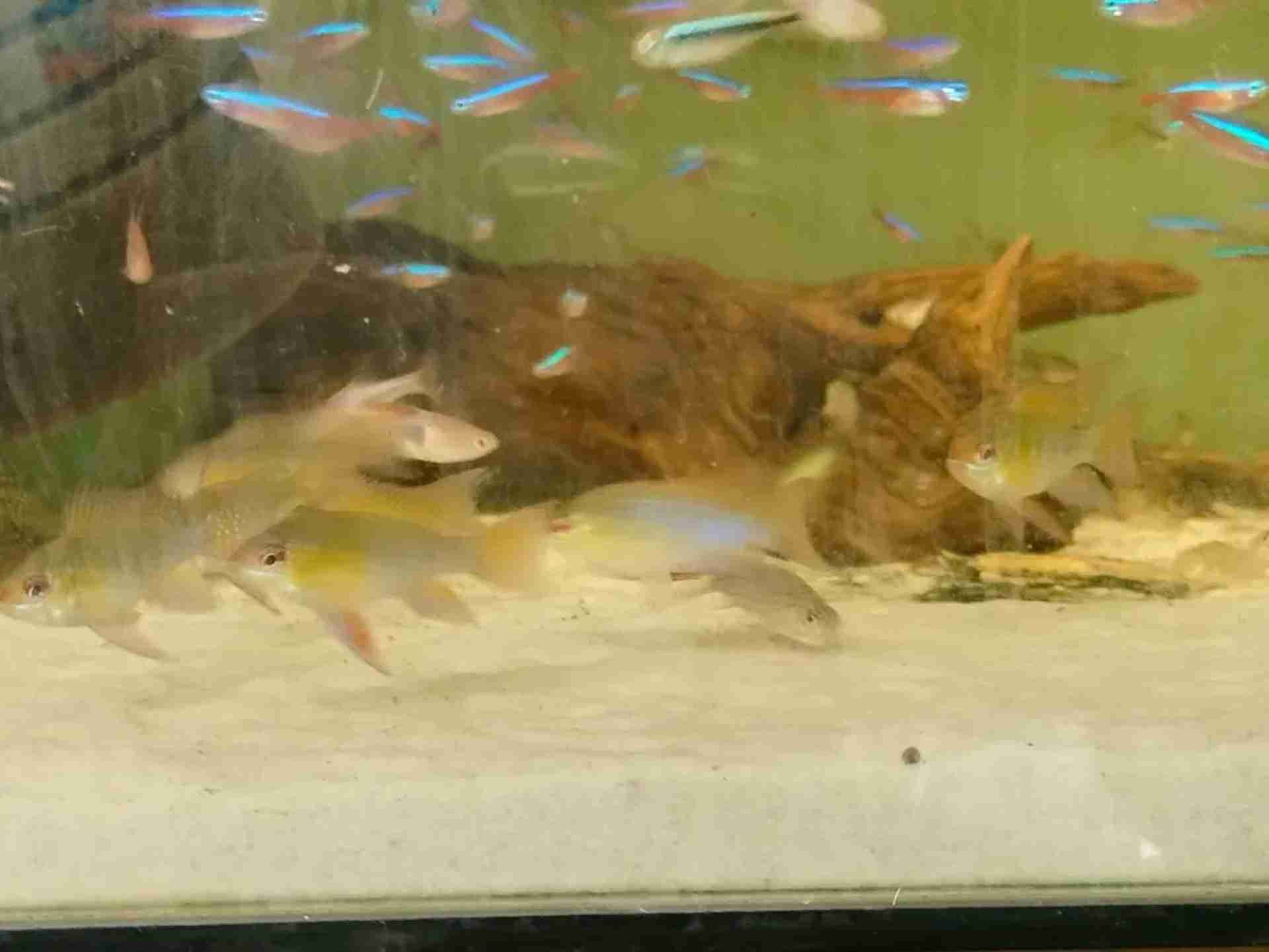 Ram cichlid, Pielęgniczka Ramireza