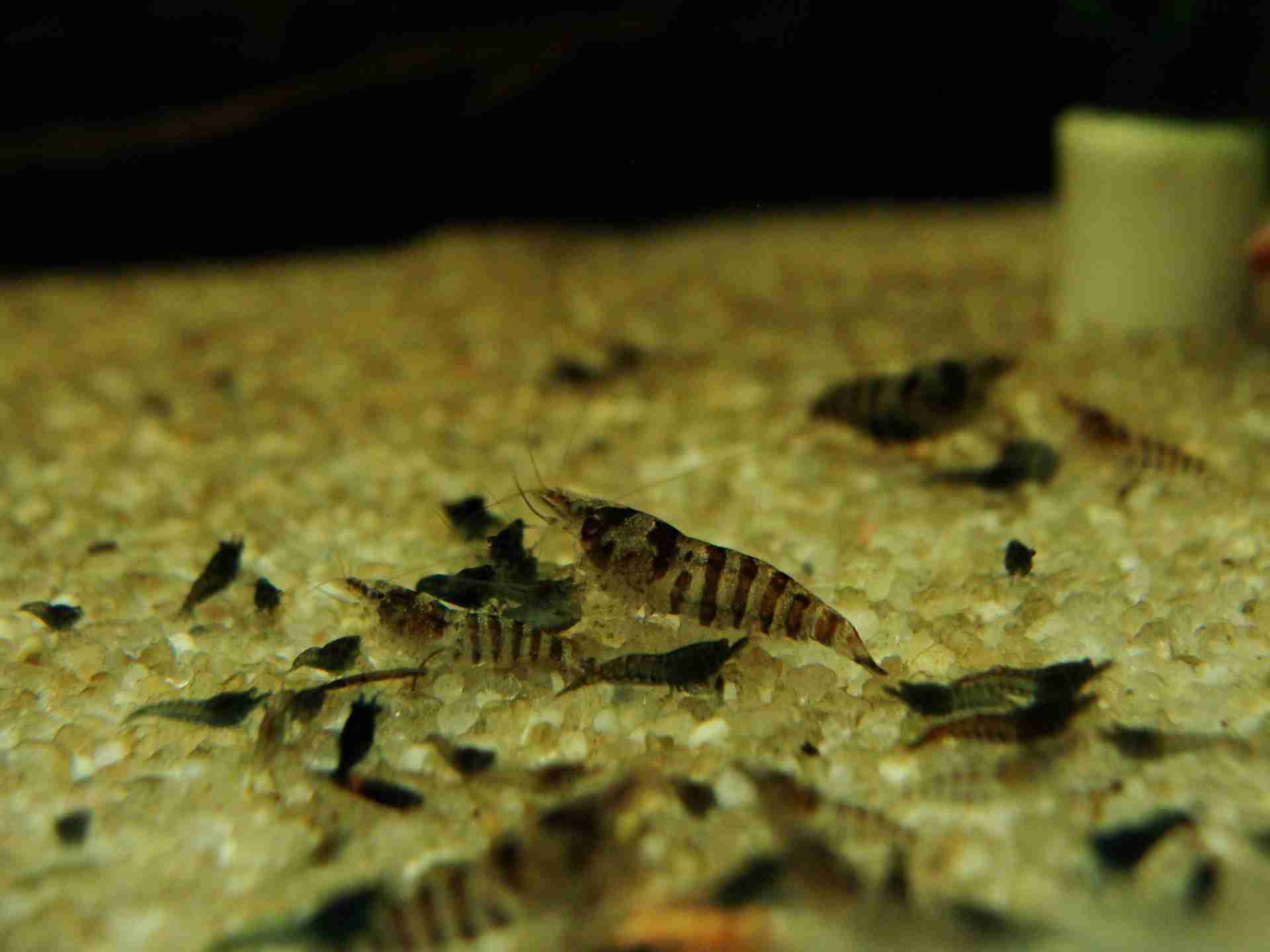 Krewetka Babaulti Stripes