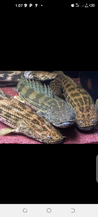 Polypterus Endlicheri