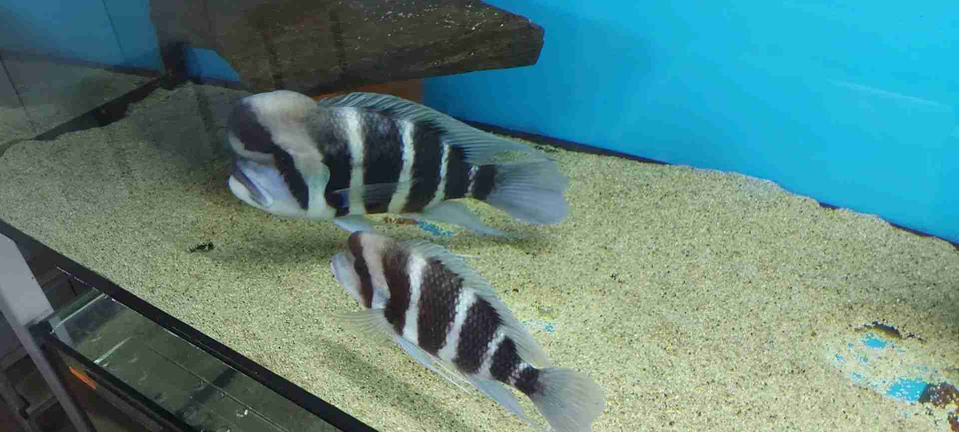 Pyszczaki Cyphotilapia Frontosa Burundi Tanganika Malawi