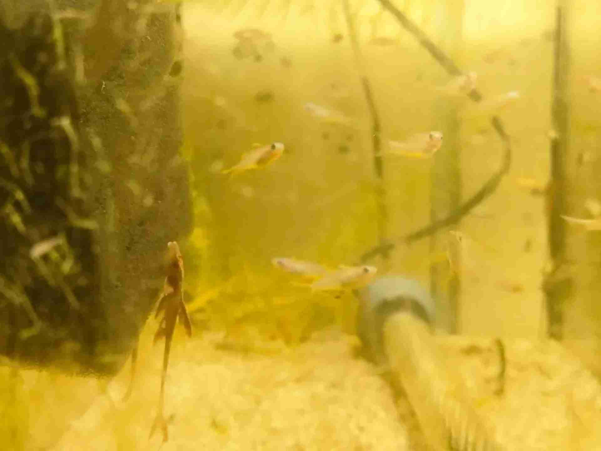 Badis badis, badis błękitnopłetwy