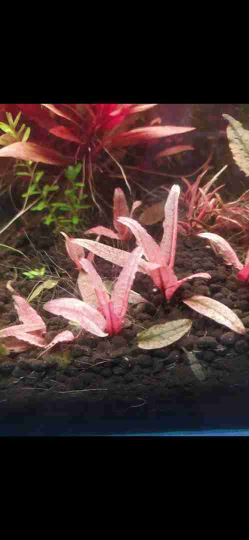 Cryptocoryne flamingo