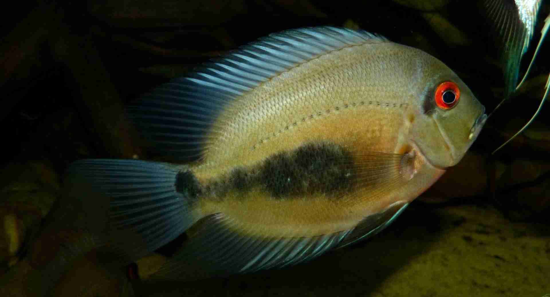 Uaru amphiacanthoides Uaru królewskie