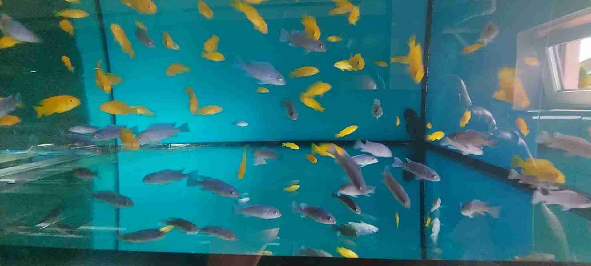 Pyszczaki Cynotilapia sp. Hara Gallireya Reef Tanganika Malawi