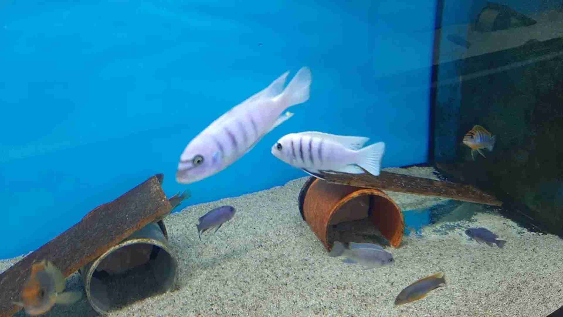 Pyszczaki Cynotilapia sp. Hara Gallireya Reef Tanganika Malawi