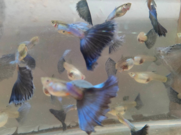 Japan blue blue tail