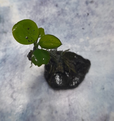 Mini aranżacja Anubias Nana Mini