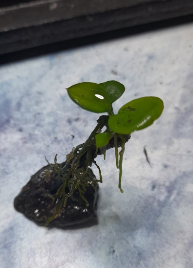 Mini aranżacja Anubias Nana Mini