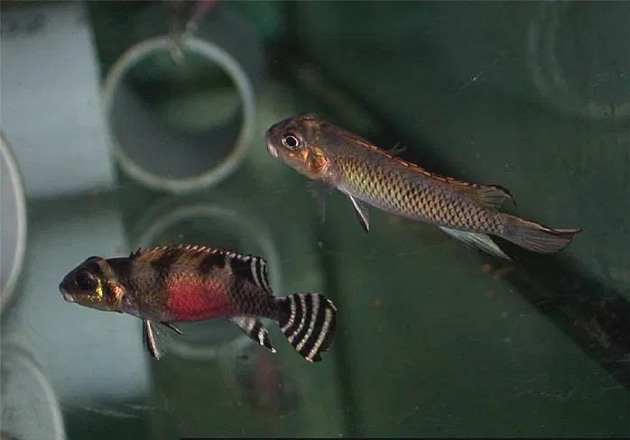 Barwniak Nanochromis transvestitus