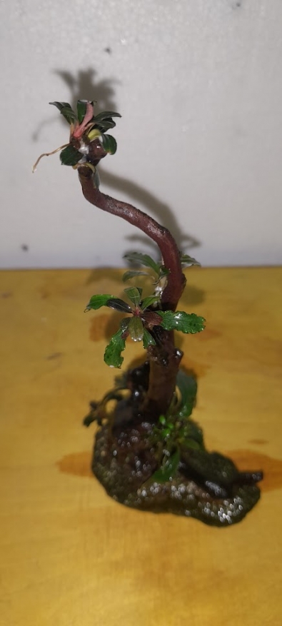 Aranżacja do akwarium Bucephalandra Mini Phantom