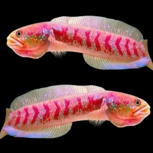 SMALL SNAKEHEAD / CHANA ASIATIKA RED STRIP